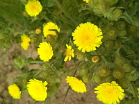 Andryale a feuilles entieres (ph. Mrugala F., Chiroubles, juin 2021)(3)